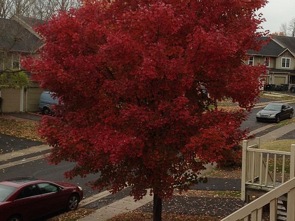 Tree to the right of Front Porch