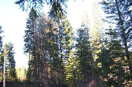 Trees on Property