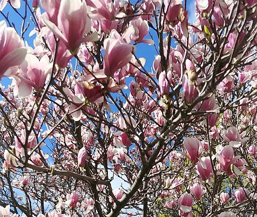 the magnolia tree front yard