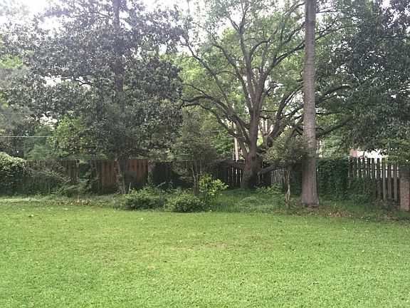 Live Oak in back yard
