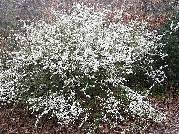 Flower Shrub Backyard