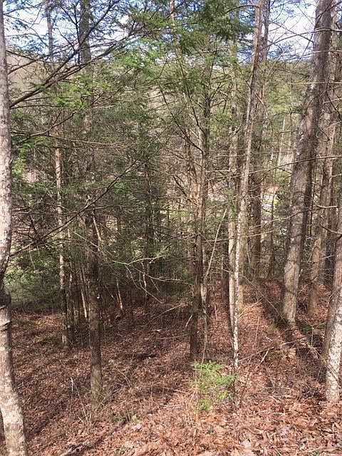 1st image of Black Bear Ln