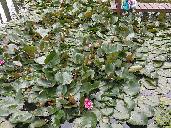Pond with Lilly Pads & Dock