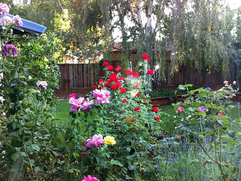 mature rose garden