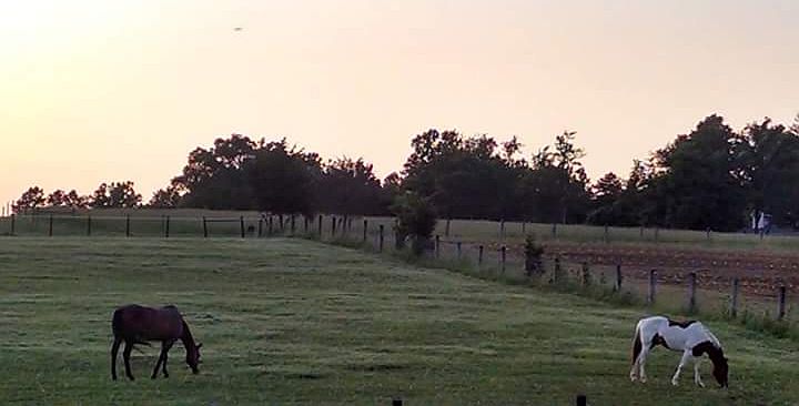 Front Pasture-Late Summer