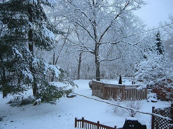 Backyard in winter beauty