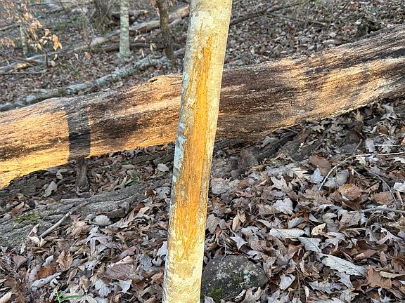 4th image of 3107 Smith Sims Rd #3107