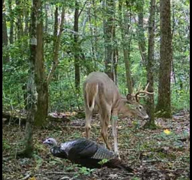 1st image of Big Woods Rd