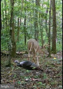 Big Woods Rd, Church Hill, MD, 21623