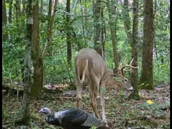 Big Woods Rd, Church Hill, MD 21623