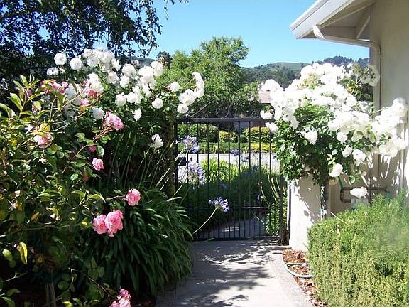 Roses at the Gate