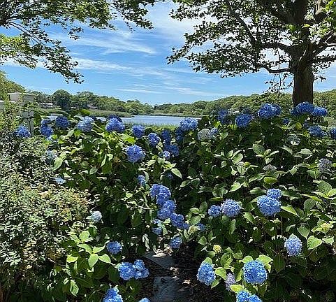 hydrangea & water view