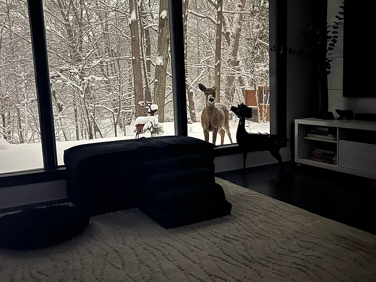 early morning deer peeks in window at Christmas deer