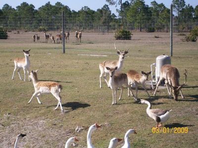 15121 Rasmussen Rd, Punta Gorda, FL, 33982