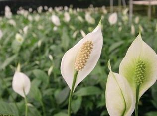 1810 W Highway 154, Santa Ynez, CA 93460