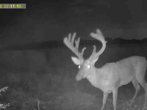 Sturdivantwhite Rock Rd, Glendora, MS 38928