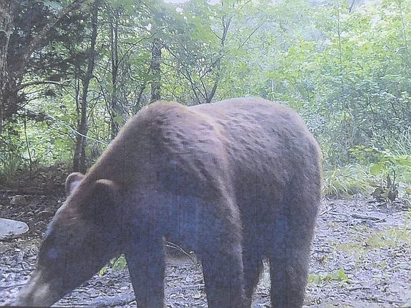Mena Land For Sale Bear Hunting 8