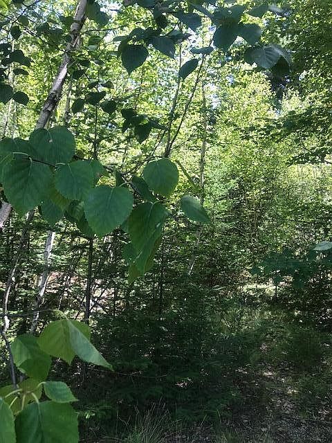 2nd image of 0 Willey District Road