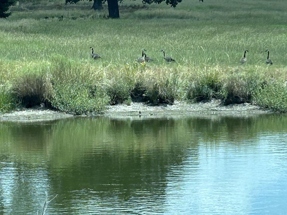 1st image of Tbd3 N Fm #730