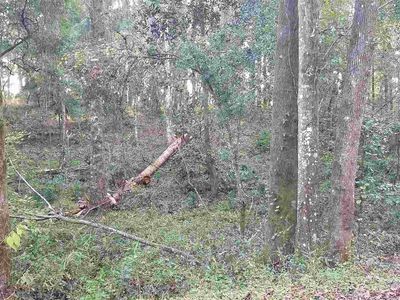 Xxx Frank Pais Rd, Havana, FL, 32333
