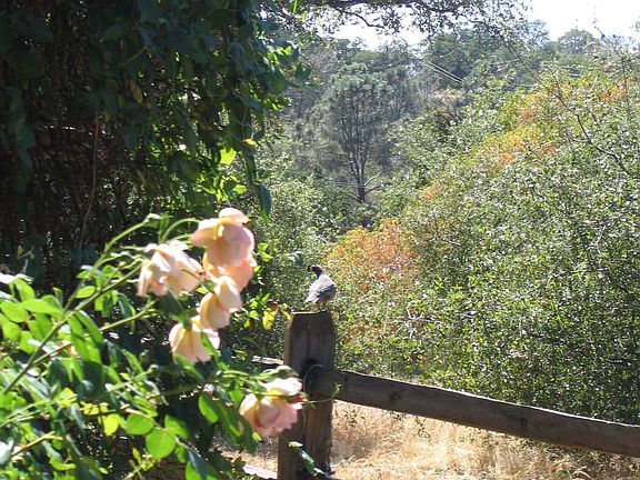 Enjoy watching the quail