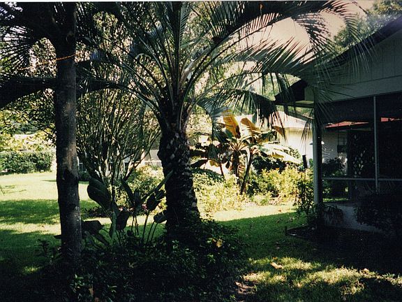 Tall Palms