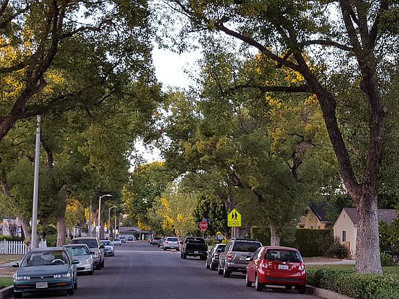 Tree-lined street