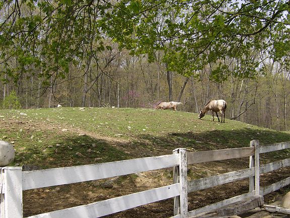upper pasture