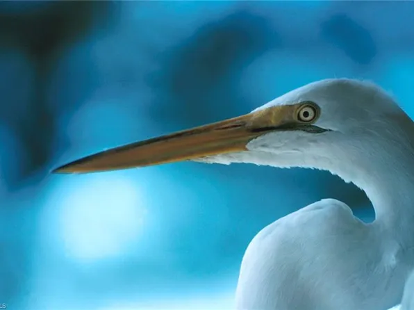 317 Johns Ave, Lehigh Acres, FL 33936