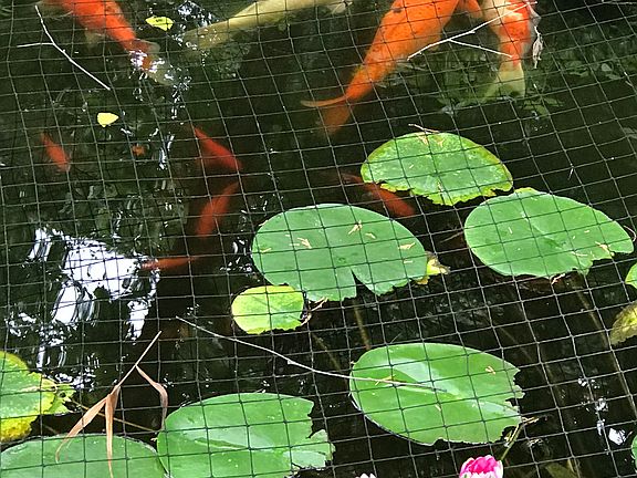Large koi pond with plants
