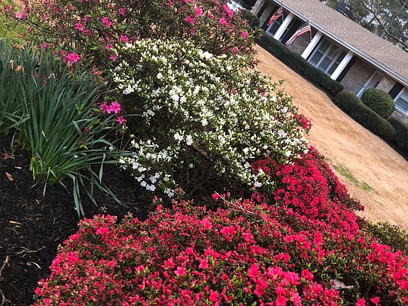 Exterior in springtime with azaleas blooming.