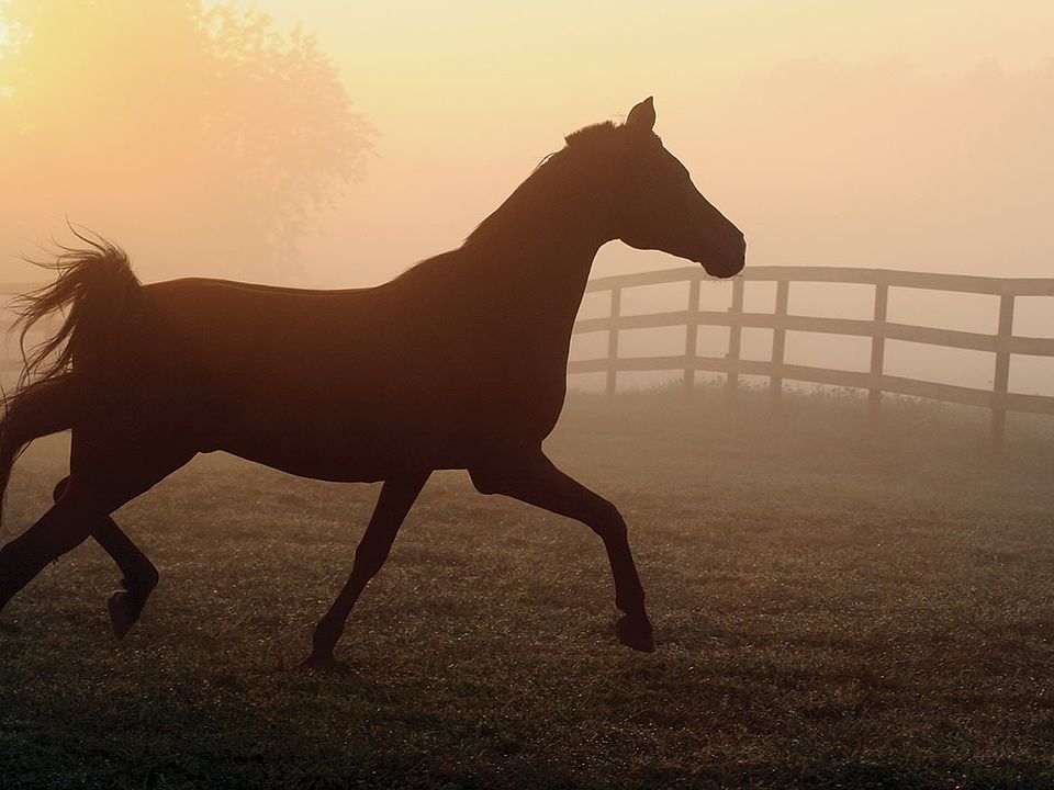 3739 Wheeler Canyon Rd, Santa Paula, CA 93060 Zillow
