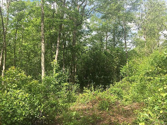 2/3 is wooded for privacy