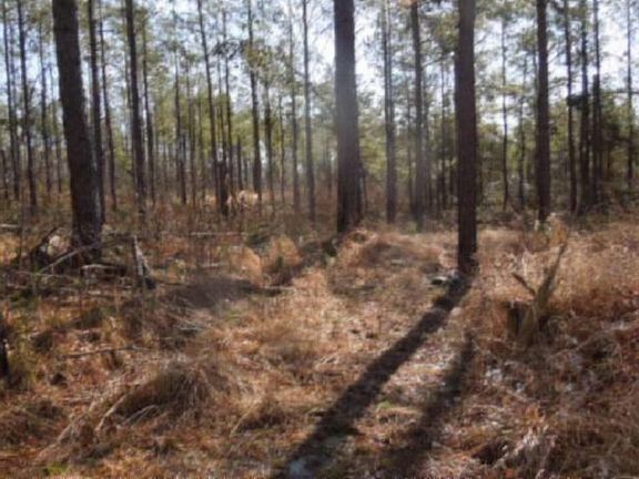 4th image of 131.30 Acres Little Upper Crab Creek Road