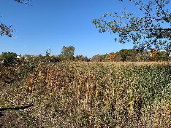 Wetlands