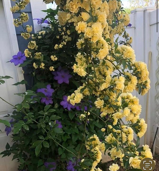 Lady Banksia Rose, Clematis 