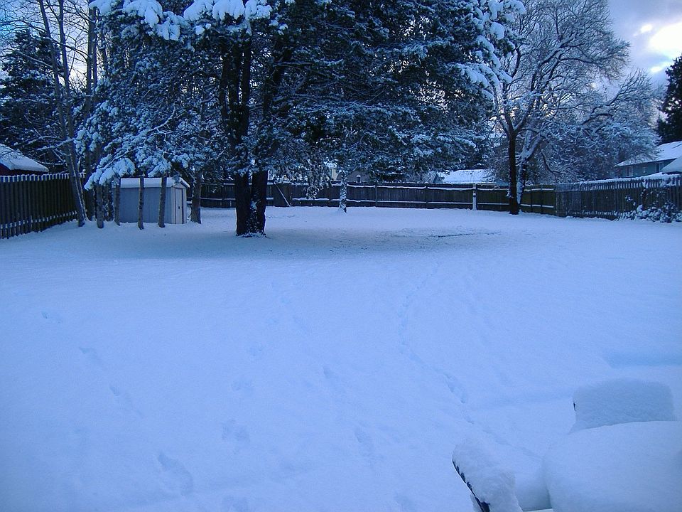backyard last winter