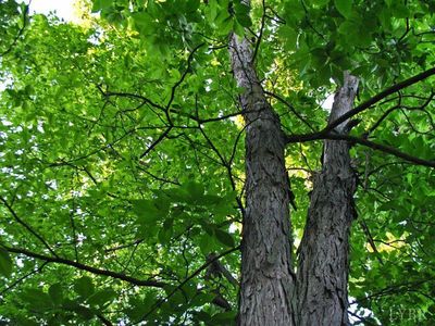 0 Mount Airy Farm Road Trl #3, Gretna, VA, 24557