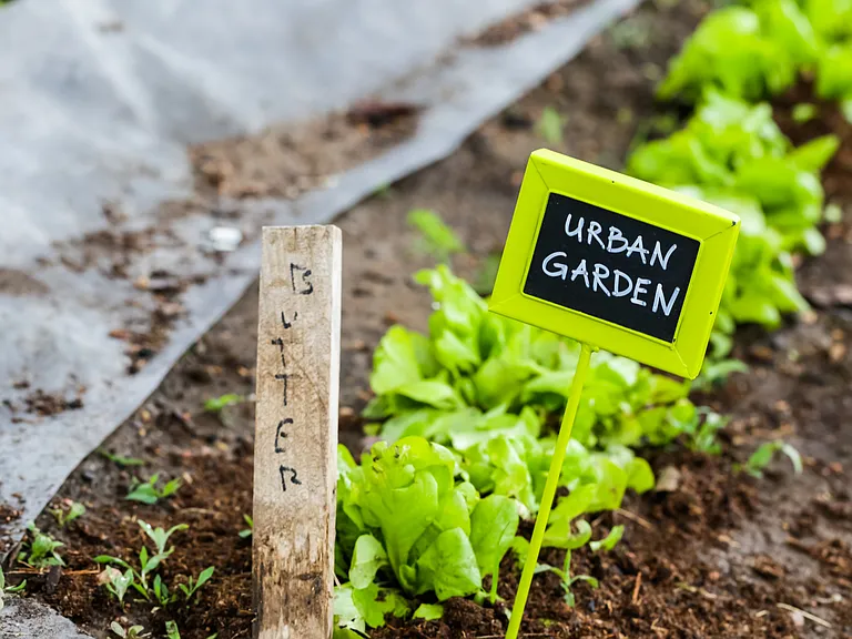 Grown your own vegetables in our on-site garden plots
