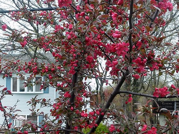 Dwarf Flowering Trees
