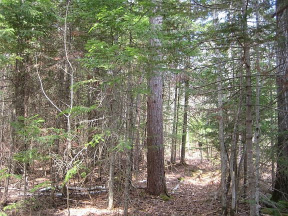 5th image of 000 Clifford Falls Ln