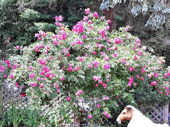 The majestic rose bush!!
