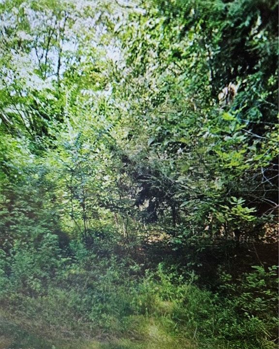 2nd image of 1257 Meloy Rd