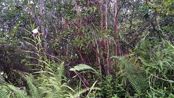 2nd image of Kehaulani St Lot 43
