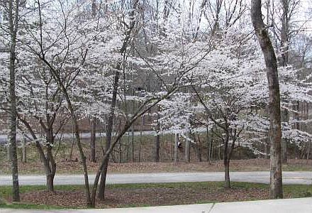 2nd image of 14 Southern Pines Dr