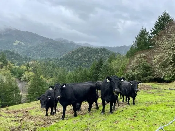 5 Conklin Creek Rd, Petrolia, CA 95558