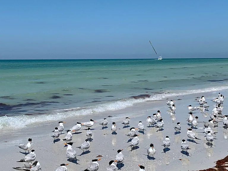 Manasota Beach Rd — Photo 5