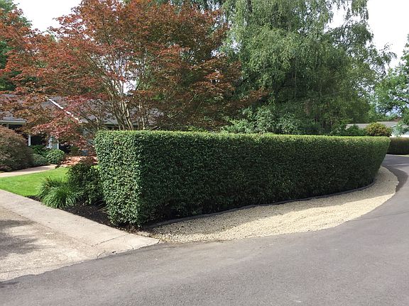 Front Yard Hedge