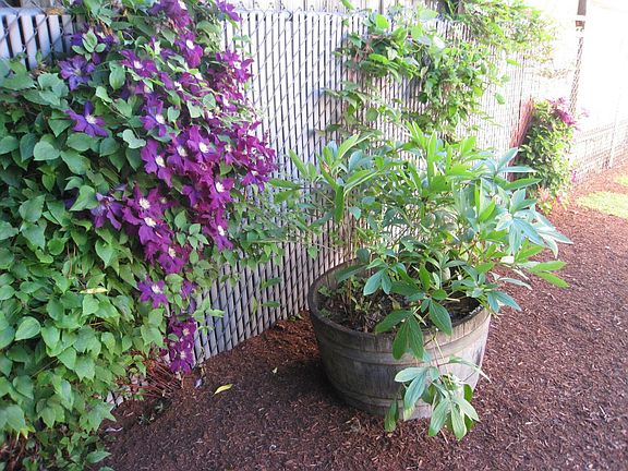 Mature Landscaping