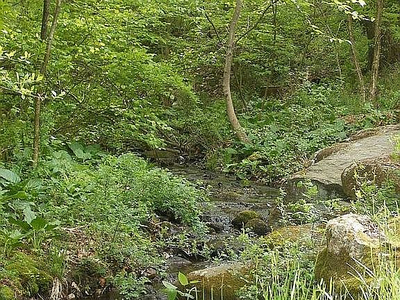 Brook in private double lot yard